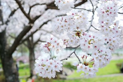 Close-up of cherry blossom tree