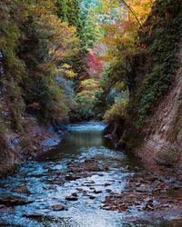 River amidst trees in forest