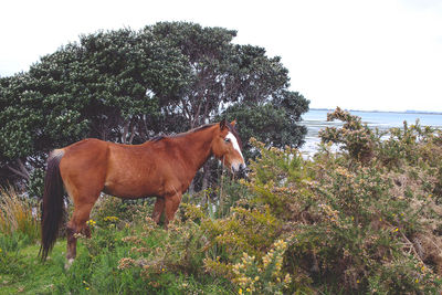 Horse grazing on landscape