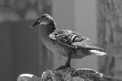 Side view of mallard duck perching on retaining wall