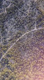 High angle view of plants on land