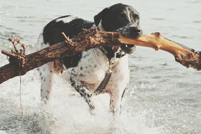 Close-up of dog with driftwood in mouth walking in lake