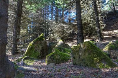 Trees in forest