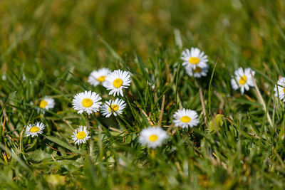 Close-up of white daisy flowers on field