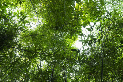 Low angle view of bamboo trees in forest