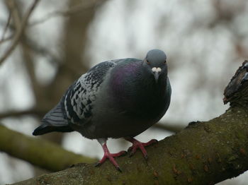 Close-up of bird perching on branch