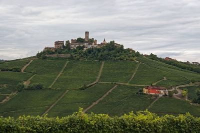 Scenic view of agricultural field against sky