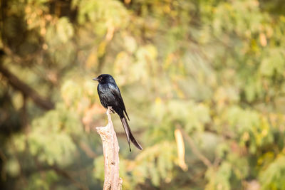 Close-up of bird perching on branch