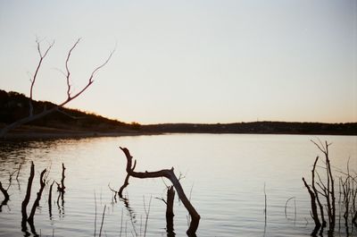 View of bird in lake against sunset sky