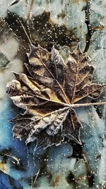 Close-up of dry maple leaves during winter