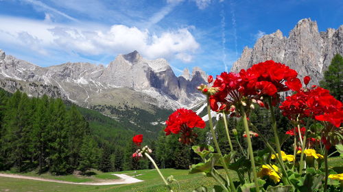 Red flowering plants against mountains