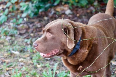 Close-up of dog looking away