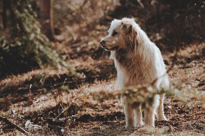 Dog on field