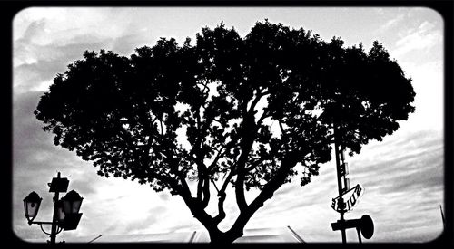 Low angle view of silhouette trees against sky