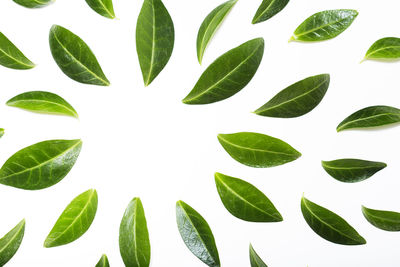 Close-up of plant against white background