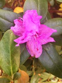 Close-up of pink flower