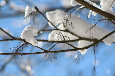 Low angle view of white flowers on tree branch