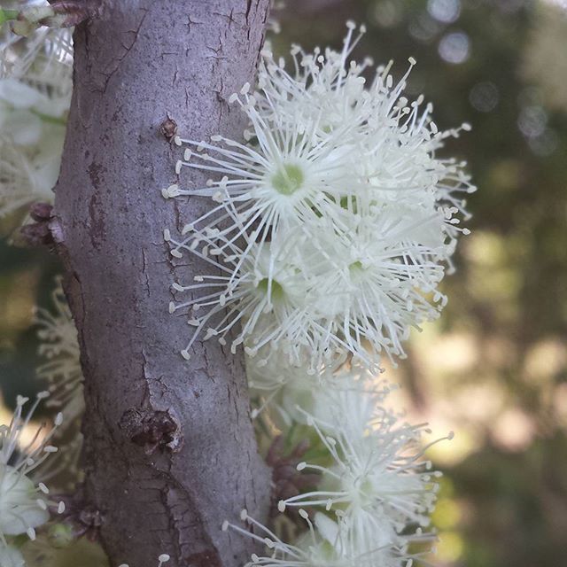 Florjabuticaba