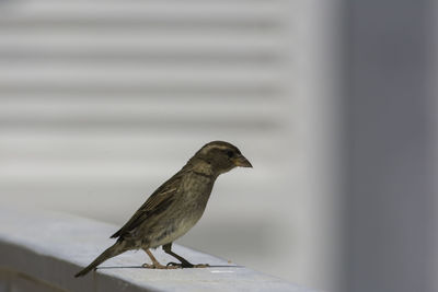 Close-up of bird perching on railing