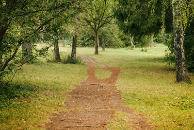 Road amidst trees