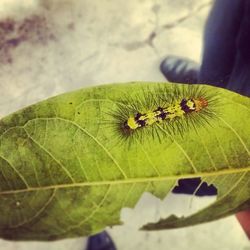 Close-up of insect on leaf