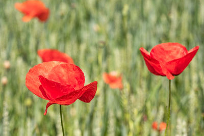 Close-up of red poppy flower on field