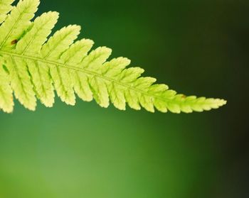 Close-up of green leaves over plant