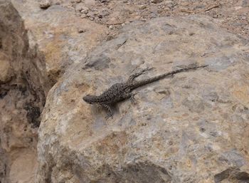 Close-up of lizard on rock