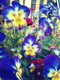 Close-up of purple flowers