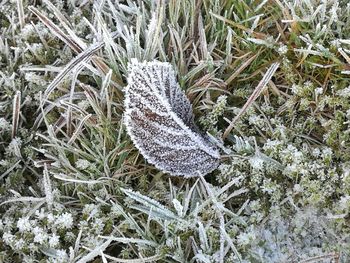 Close-up of snow on grass