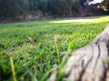 Close-up of fresh green grass in field