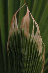 Close-up of green plant