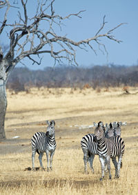 Zebras standing on grassy field by bare tree against sky