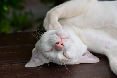 Close-up of cat lying on floor