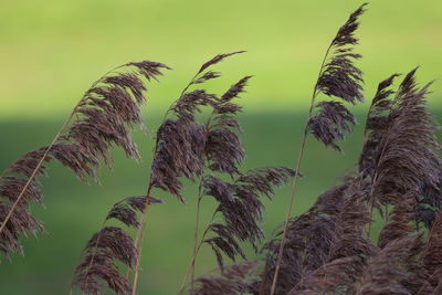 Low angle view of plants growing on field against sky