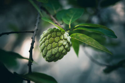 Close-up of fruits on tree