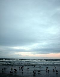 View of birds in sea