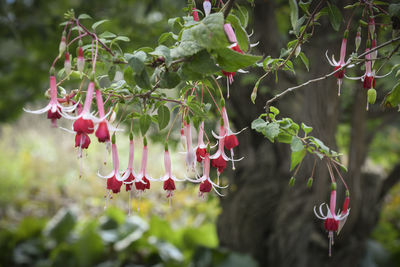 Close-up of red flowering plants hanging from tree