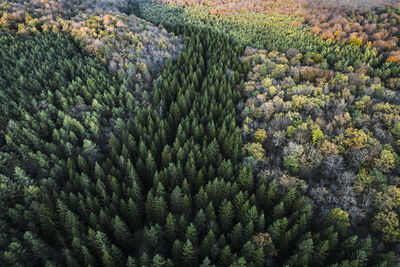 Aerial view of trees
