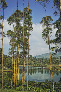 Scenic view of lake in forest against sky