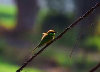 Close-up of bird perching on branch