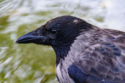 Close-up of a bird looking away