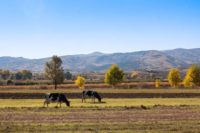 Horses in a field