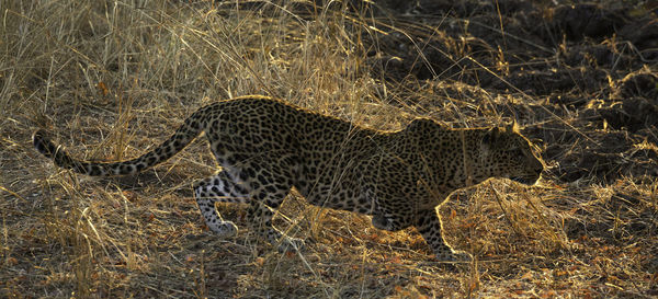 View of a cat on field