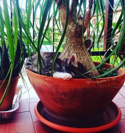 Potted plants in backyard