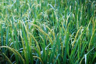 Full frame shot of crops growing on field