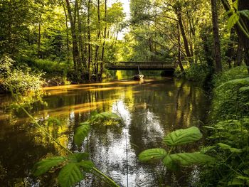 Scenic view of lake in forest