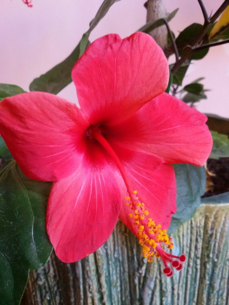 flower, petal, flower head, fragility, freshness, beauty in nature, close-up, pink color, growth, pollen, single flower, blooming, stamen, nature, hibiscus, focus on foreground, plant, indoors, red, in bloom