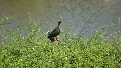 Bird perching on grass