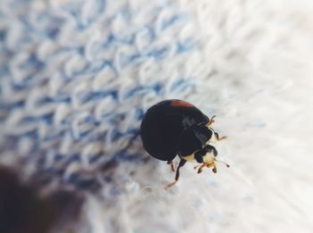 Close-up of insect on wall